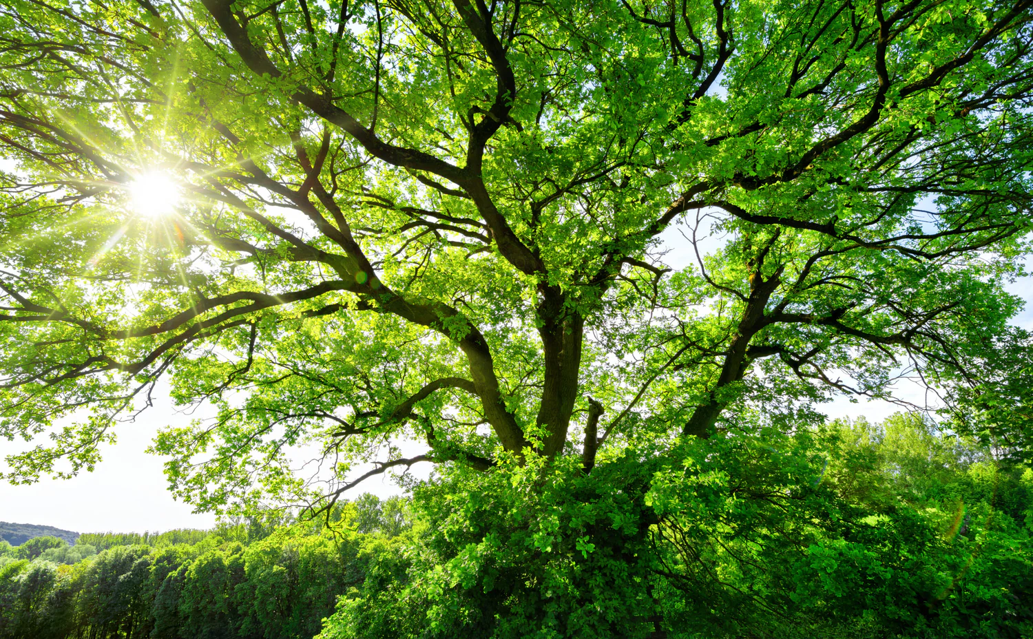 Rooted in Exmoor, Grown for You